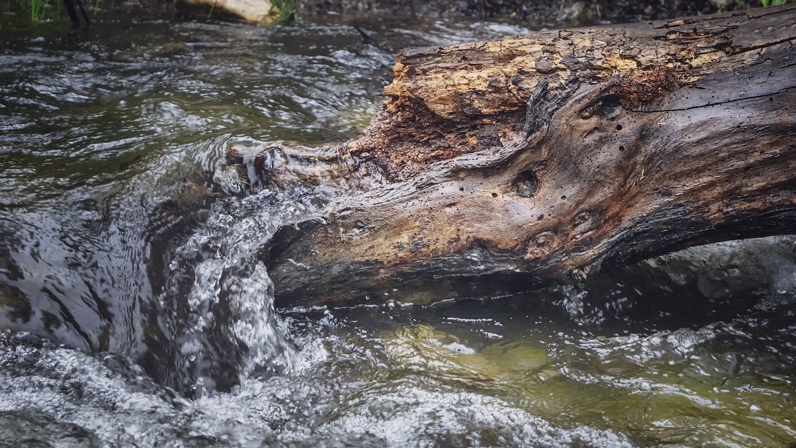 Gewässerschauen im Kreis Höxter