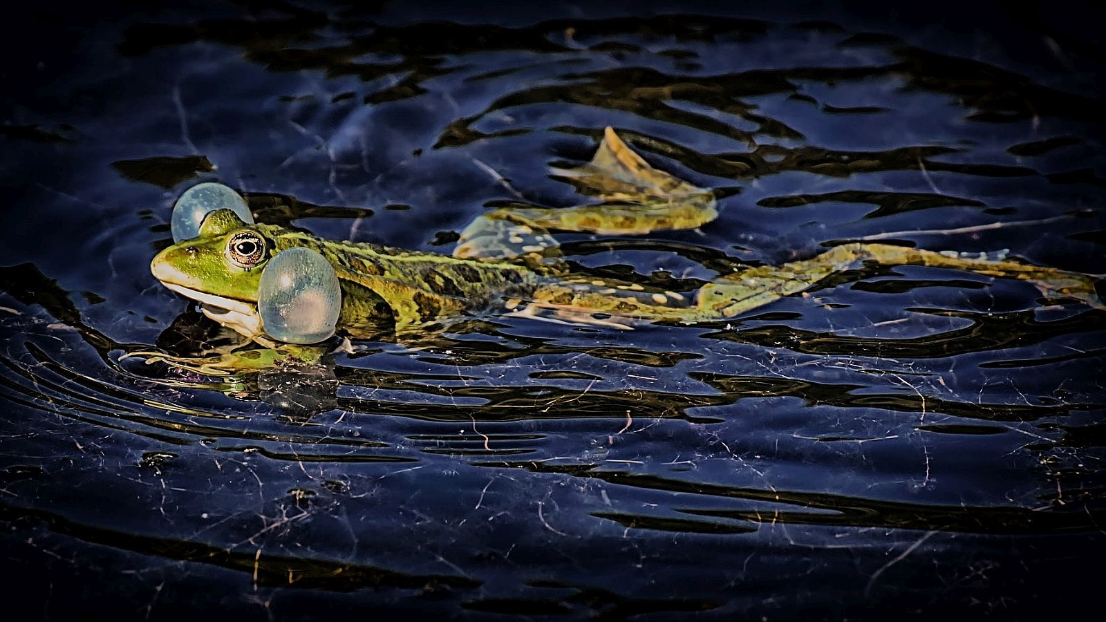 Abendliche Entdeckungstour: Amphibien hautnah in Höxter erleben